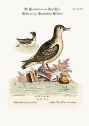 The Puffin of the Isle of Man, and the Guillemot